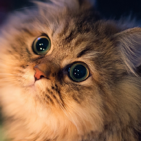 MIMI